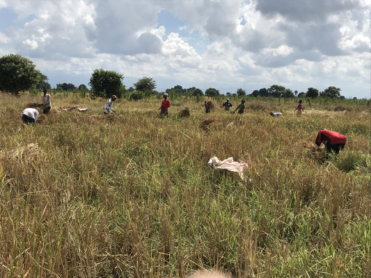 Agriculture Projects